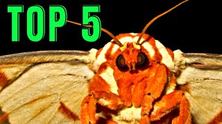 Top 5 MOTH Transformations [upl. by Brie604]