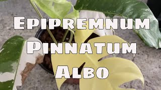 Epipremnum Pinnatum Albo Variegata Care Tips Propagation Rare Tropical Houseplant Plant How To [upl. by Anayad]