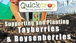 Supporting and Planting Tayberries amp Boysenberries [upl. by Waite]