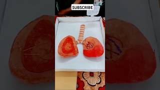 Respiratory System Model By Lungs Working Model shortsfeed youtubeshorts shorts KartikGaming89 [upl. by Essiralc]