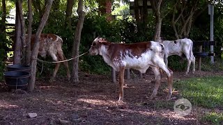 Levante de terneros en estaca conozca esta técnica para la cría de los bovinos  La Finca de Hoy [upl. by Annaj]