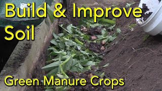 How to Using Green Manure Crops to Build Soil over Winter in the Vegetable Garden [upl. by Blanding577]