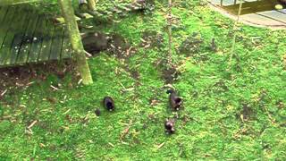 Monkey World Questions The Capuchins [upl. by Nonrev]