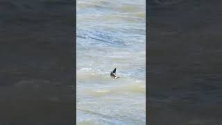 Leach’s Petrel Leasowe Wirral September 24 birds wildlife nature animals rspb stormpetrel [upl. by Dewhurst]