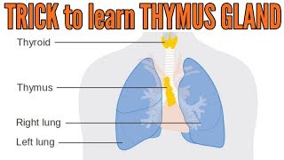 Trick to learn Thymus gland location hormones and functions [upl. by Hanako]