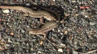 LEZARD des MuraillesAccouplementPodarcis muralis  BRUITX [upl. by Trey361]