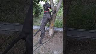 Weimaraner dog training [upl. by Nicoli]