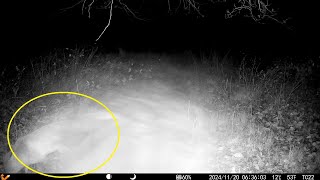 Wildlife Trail Camera Fox Runs Night Footage [upl. by Anastatius]