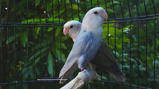 Lovebirds Roseicollis Call amp Chirping Sounds  White Headed Blue Pallid amp White Headed Olive Opaline [upl. by Aina]