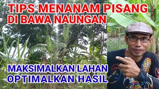 Tips Cara Budidaya Tanaman Pisang Di Bawa Naungan Dengan Sistem Tumpangsari [upl. by Ysabel]