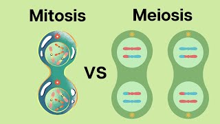 How is Meiosis different than Mitosis [upl. by Phionna]