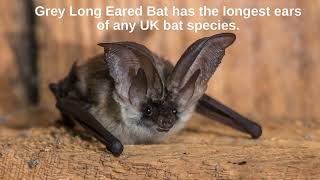 Bats With Facts Lyles Flying Fox Bat Pipistrelle Bat Lesser Horseshoe Bat and more [upl. by Seto]