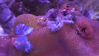 Christmas tree worms [upl. by Lais]