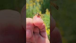 Polistes fuscatus climbing on my hand bts [upl. by Lleddaw954]