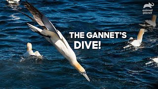 Gannets Diving  Its all about Gannets  Animal Planet [upl. by Animehliw]