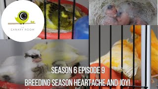 The Canary Room Season 6 Episode 9  Breeding Canaries amp Redpoll News [upl. by Moss]