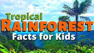 Rainforest Facts for Kids  All About the Amazon amp Other Tropical Rainforests [upl. by Aracat636]