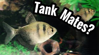 Top 5 Black Skirt Tetra Tank Mates [upl. by Albion]