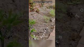 Tomato tree timelapse video [upl. by Annail982]