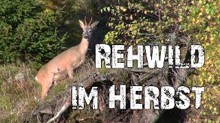 Rehwild im Herbst [upl. by Hugues]