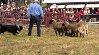 Border Collie Herding Sheep Salt Spring Island Fall Fair Part 1 [upl. by Htiel]