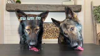 Dogs Review Different Foods Picky Doggo vs Doggo Dumpster Part 4 RAW MEATS [upl. by Sinnoda]