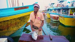 Trevally Fish Cutting Skills  Srilankan Rural Fisherman [upl. by Ayekahs566]