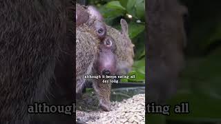 Rescue squirrels parasitited by horsefly larvae animals saveanimals shortvideo squirrel shorts [upl. by Abbie]