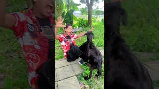 short Comedy Video  Best Funny Video short [upl. by Ahsekam81]