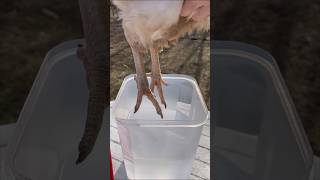 Treating Scaly Leg Mites In My Chickens shorts animals farm chickens nature treatment oil [upl. by Ahsad]