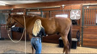 Equine  Sternal Lift Exercise [upl. by Sikras]