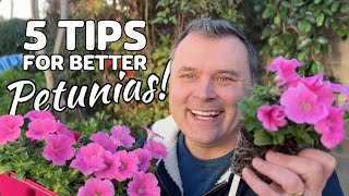 5 Tips for Better Petunias [upl. by Finzer]