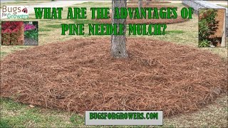 Advantages of pine needle mulch in landscape [upl. by Aikin]