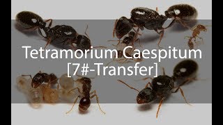 Tetramorium Caespitum Journal  Günlük  7 [upl. by Charo606]