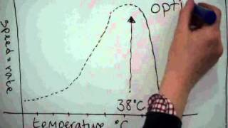 enzymes and digestion for GCSE [upl. by Jerrie]