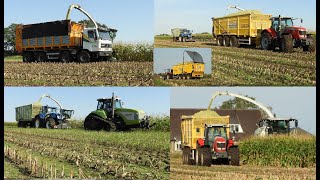 Loonbedrijf Reimink hakselt mais met Claas Dewa Terberg NH MF en Claas Challenger [upl. by Strade]