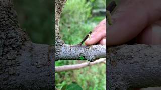 Grafting fruit trees new technique [upl. by Decker]