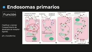 Endosomas tipos y funciones Relación con enfermedad de ALZHEIMER  Histología C3 [upl. by Yt216]