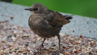 How to Take Care of a Baby Starling Care Sheet [upl. by Bernie]