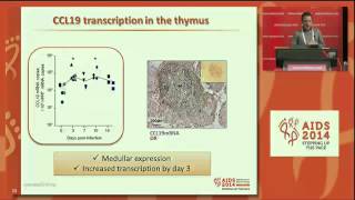 Modified interferon alpha subtypes production and chemokine networks in the thymus during [upl. by Adnot304]