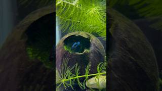 Betta fish growth 🙀😍 shorts bettafish breeding [upl. by Niriam756]