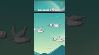 Birds fly in V shape shorts viralvideo trending [upl. by Jourdan968]