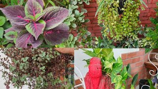 OCTOBER me GROW Karo BEAUTIFUL ORNAMENTAL PLANTS CUTTINGS se [upl. by Anitsuga797]