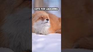 its really cute when the fox laughs 🦊☺️😁 listen to the end redfox amazinganimalfacts [upl. by Adla]