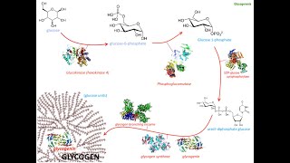 Glucogénesis [upl. by Enifesoj154]