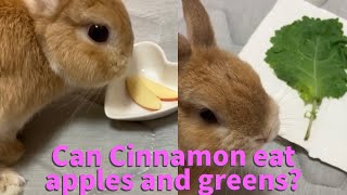 Can Cinnamon eat apples and greens [upl. by Whale]