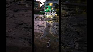 Feeding A Cute Street Dog 🐶🐕  APT  shorts brunomars streetdog funny comedy [upl. by Adnesor415]