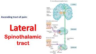 Pain2 Pain pathway Lateral spinothalamic tract  Neospinothalamic pathway [upl. by Horbal]