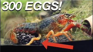 MY LOBSTER HAS BABIES  crayfish breeding  egg hatching  raising babies [upl. by Ahsiela]