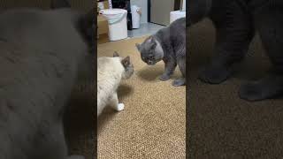 Animals in Ridiculous Situations Non Stop Laughter PetLovers AnimalsOfYouTube FunnyAnimals [upl. by Moyna]